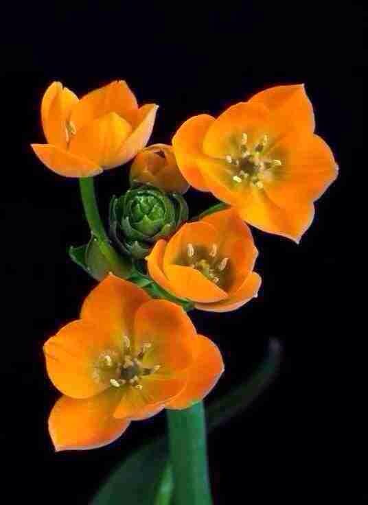 Flores