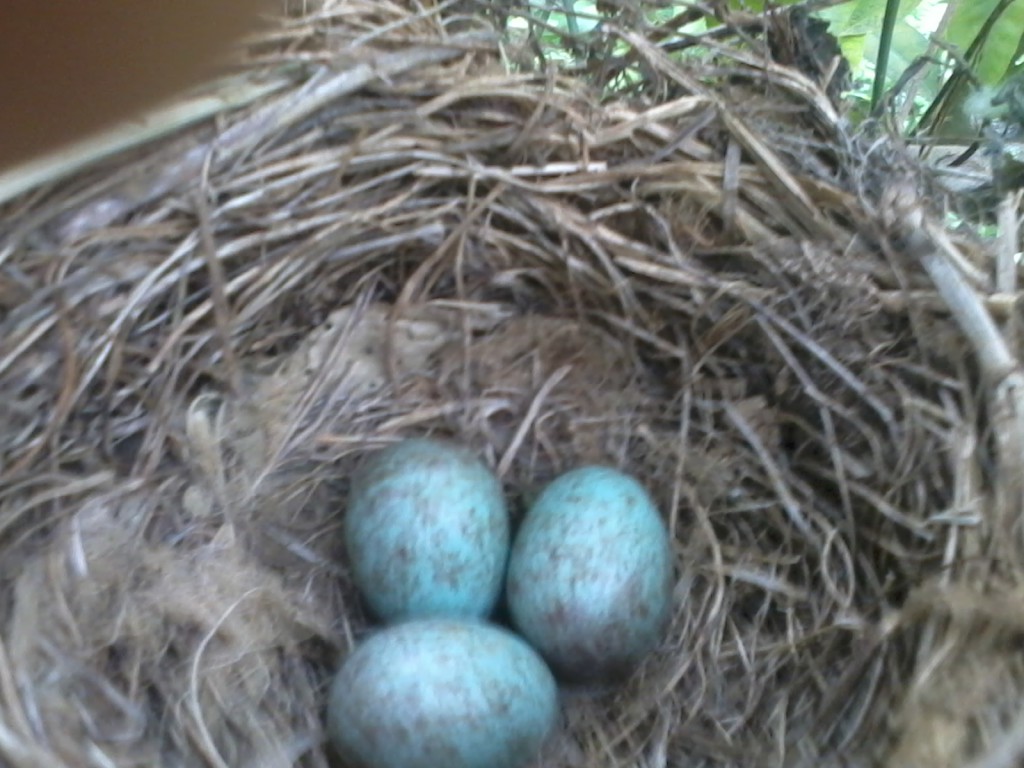 Huevos de pajaros