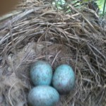 Huevos de pajaros
