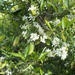 Naranjo en flor