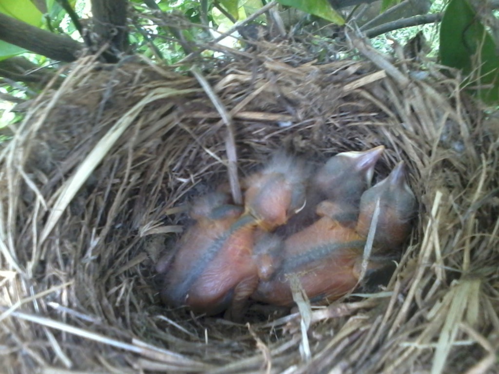 Ya nacieron