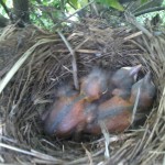 Ya nacieron