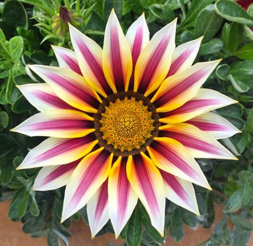 Flor estrellada