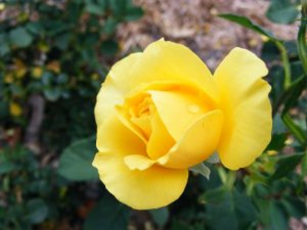 Rosa amarilla