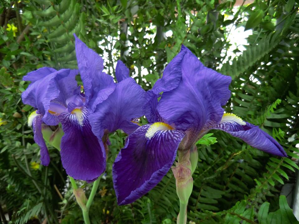 Lirios azules.