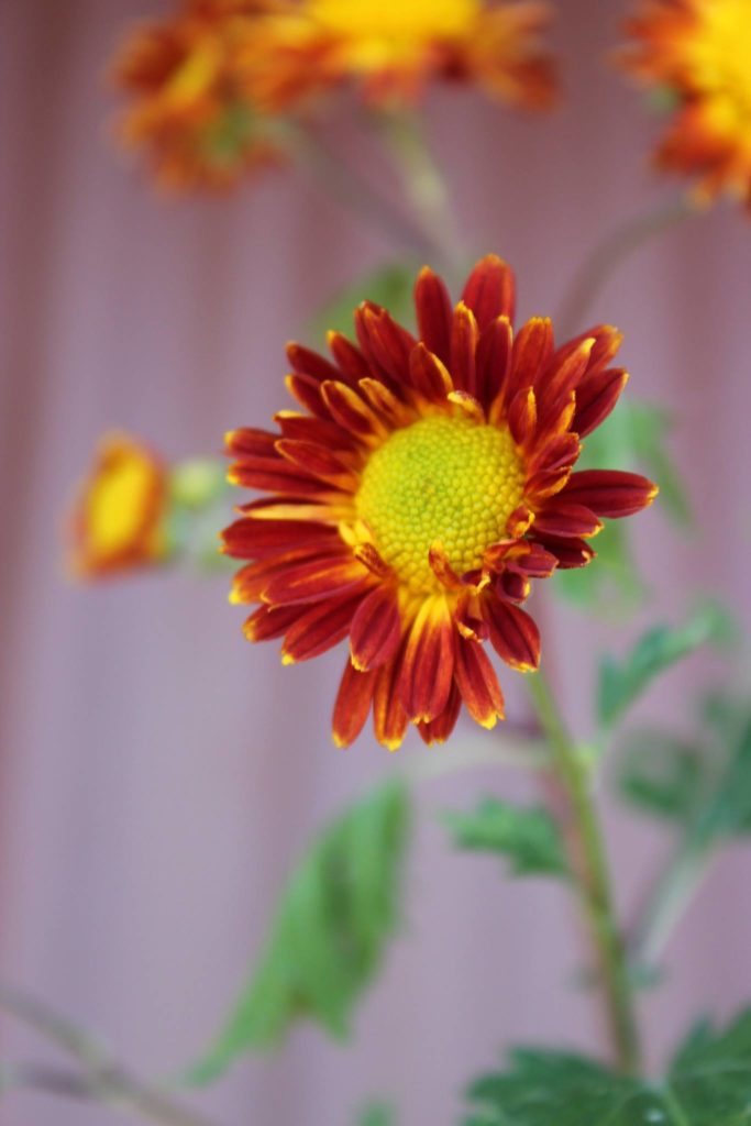 Flor