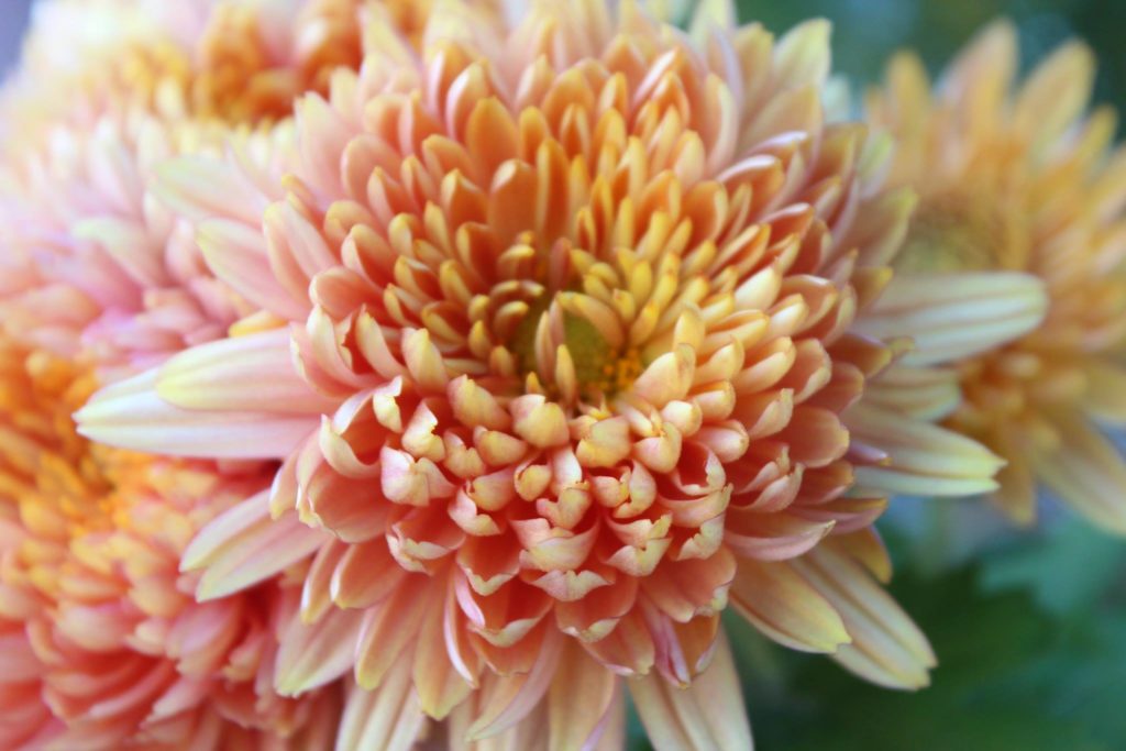 Flor