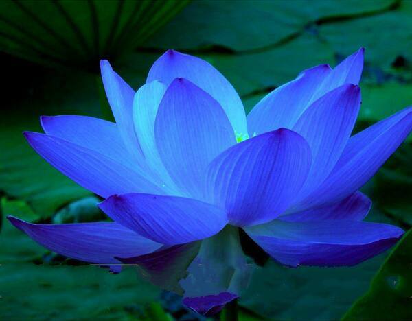 Loto azul.