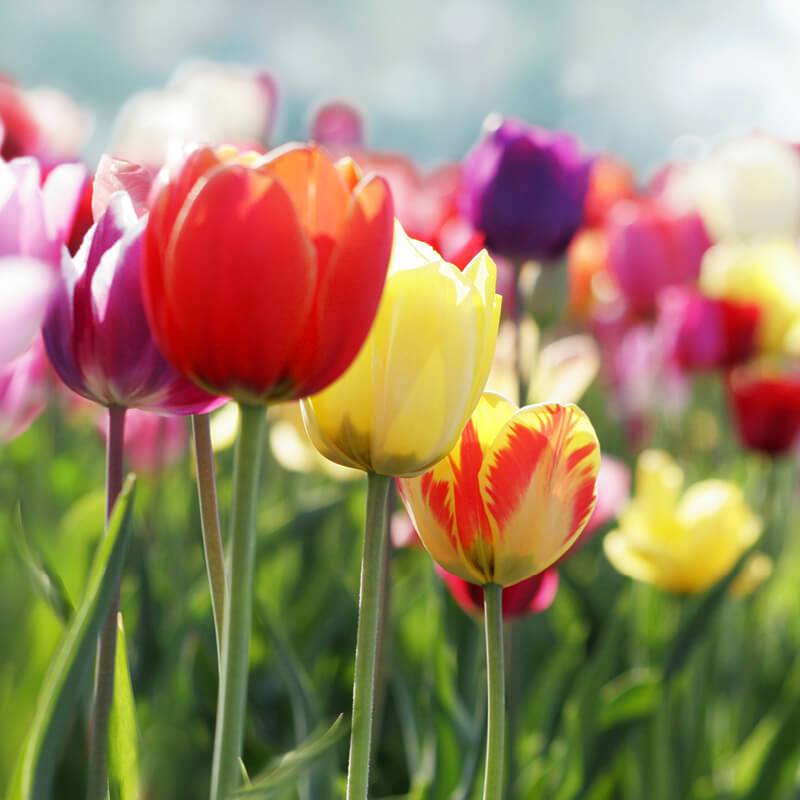 Tulipanes
