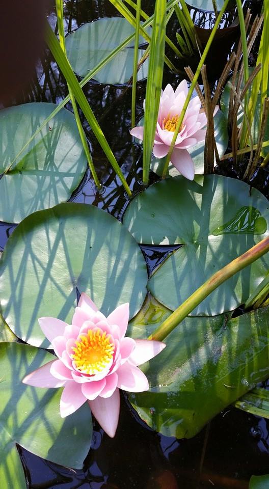 Flor de lotos