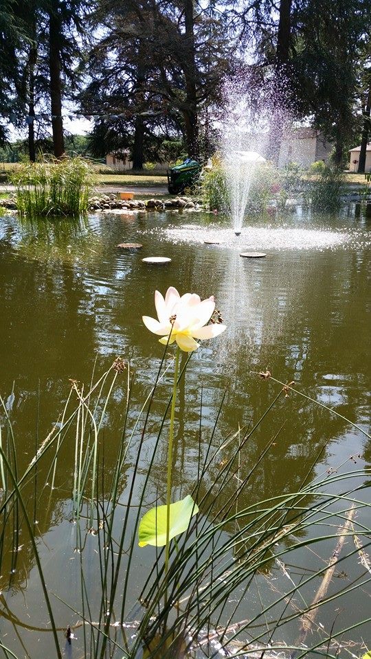 Loto rosa.