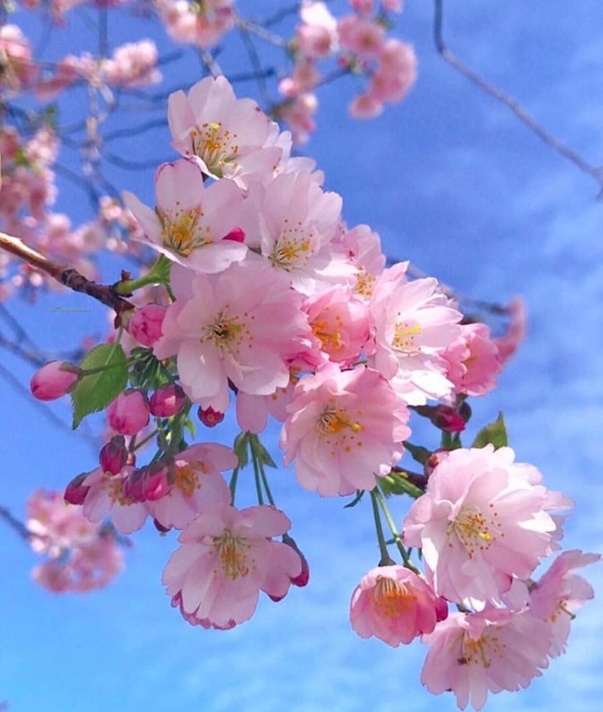 Flores de Almendro