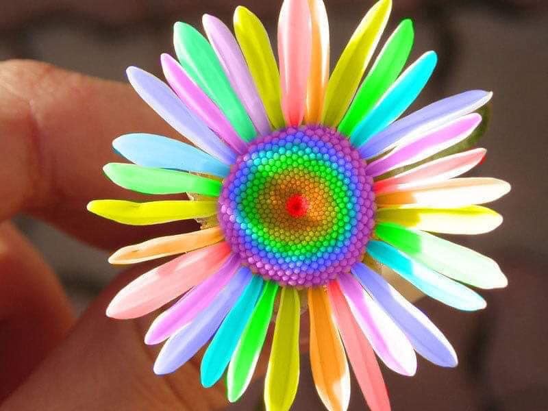 Flor como de arco iris
