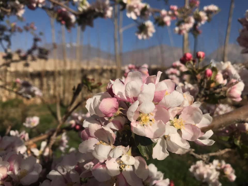 Flor del almendro.