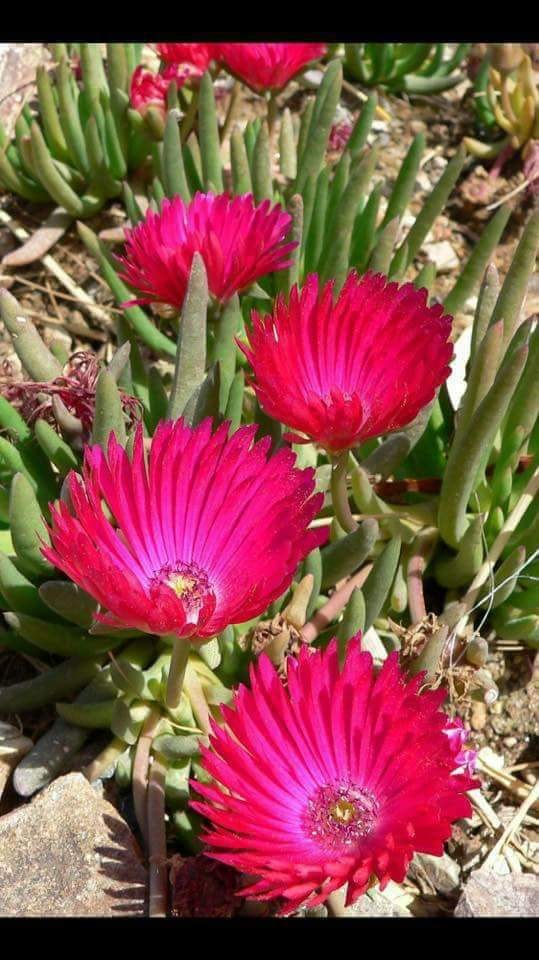 Flores