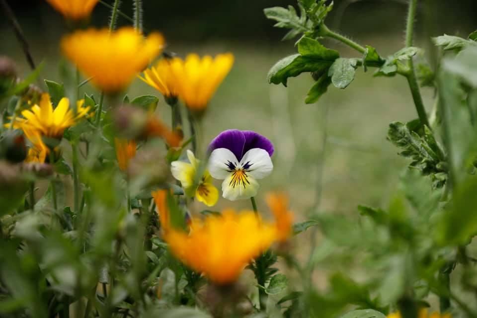 Flores
