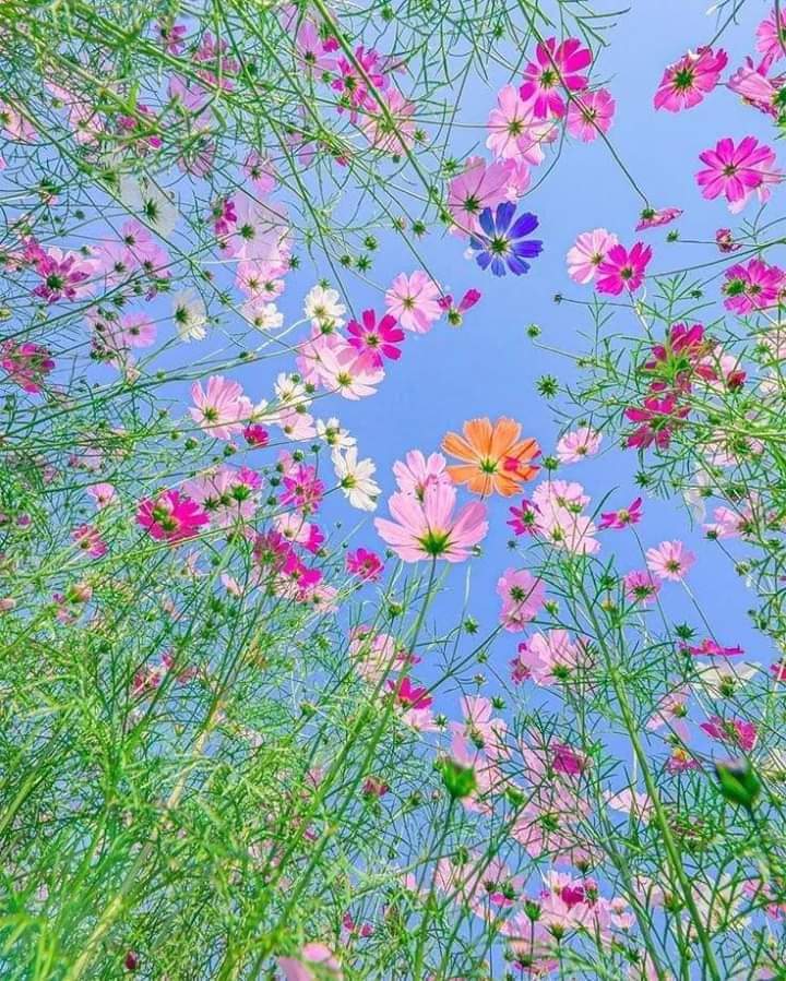 FLORES.