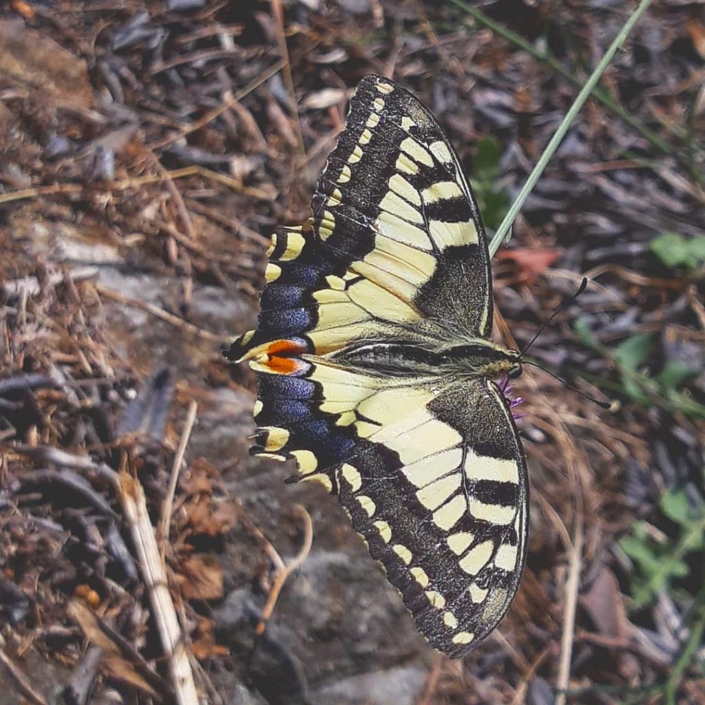 Mariposa