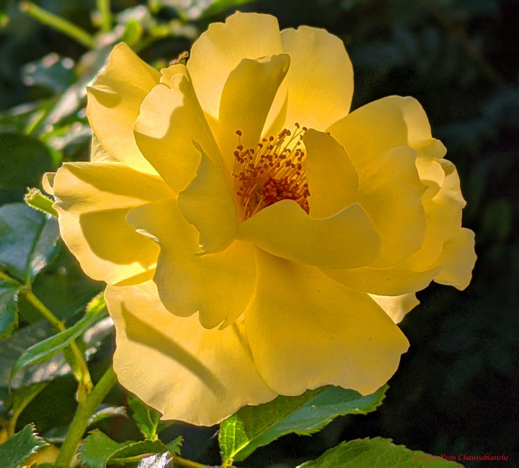 Rosa Amarilla