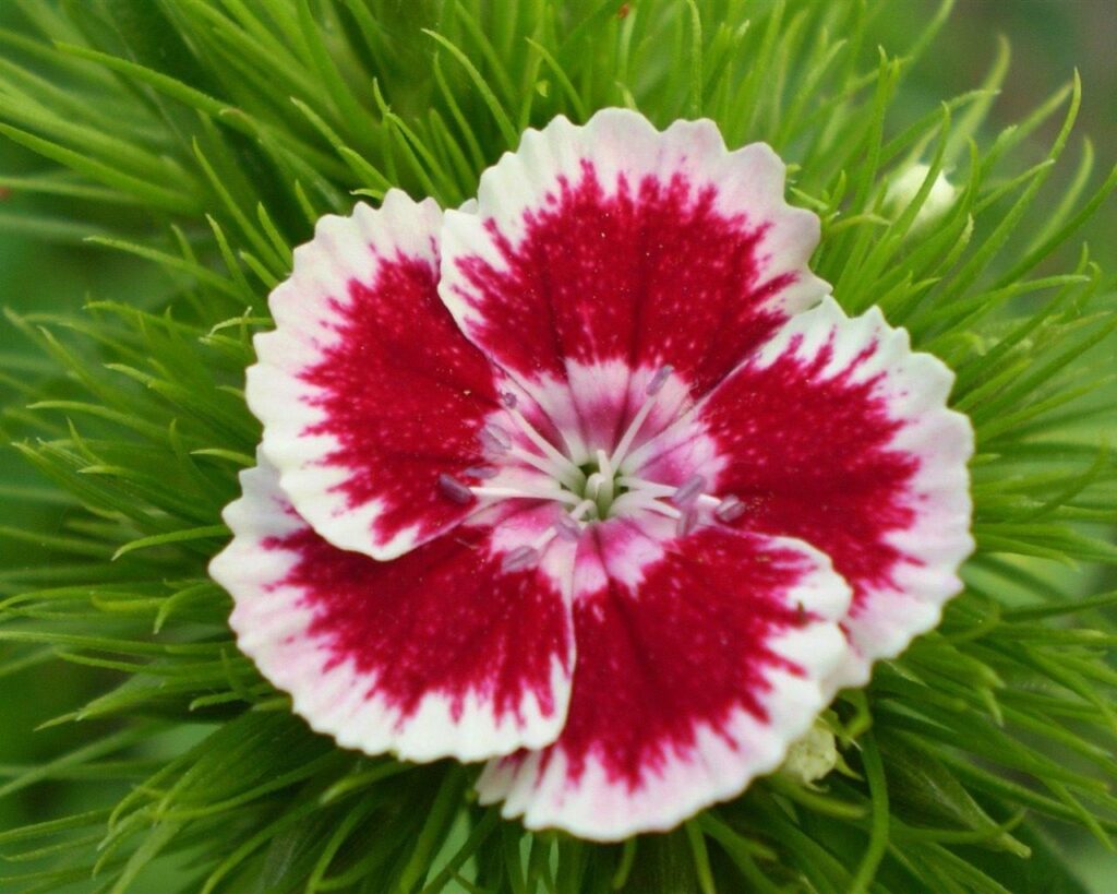 Flor clavel chino.